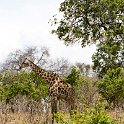 BWA NW Chobe 2016DEC04 NP 118 : 2016, 2016 - African Adventures, Africa, Botswana, Chobe National Park, Date, December, Month, Northwest, Places, Southern, Trips, Year
